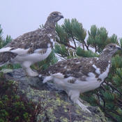 Rock Ptarmigan
